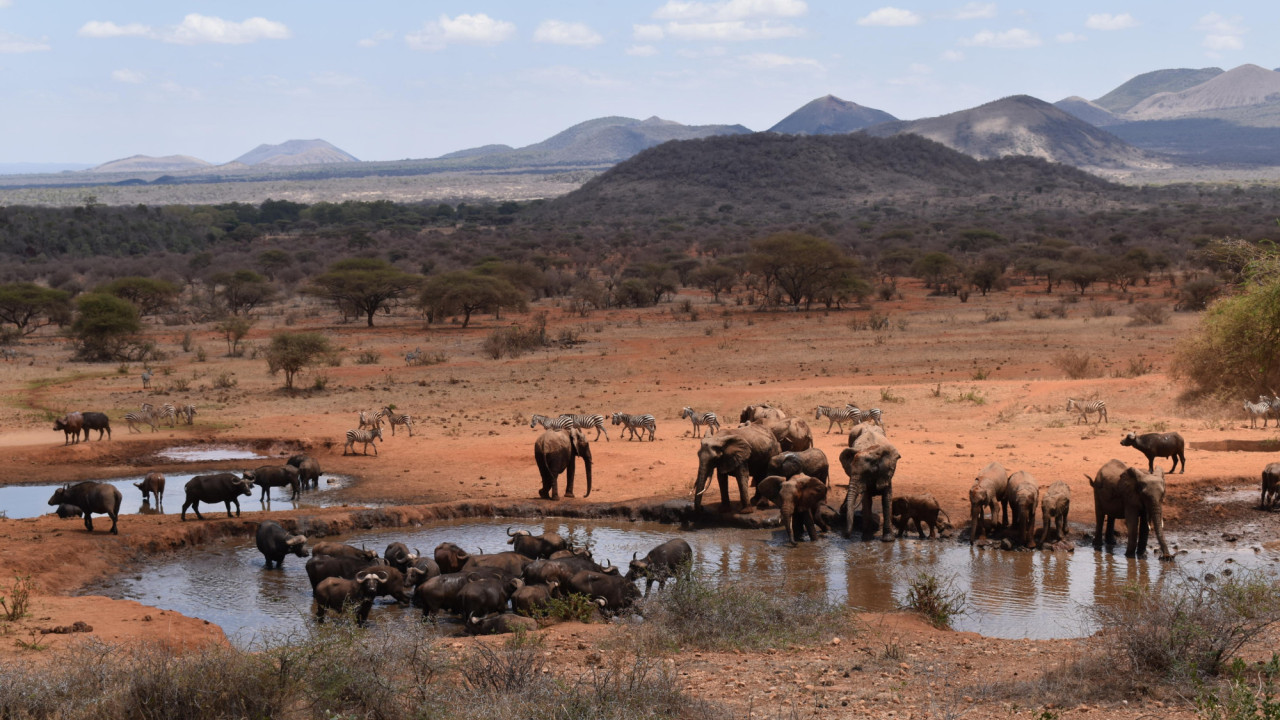 Traumhafte Kulisse auf Tiere am Wasserloch