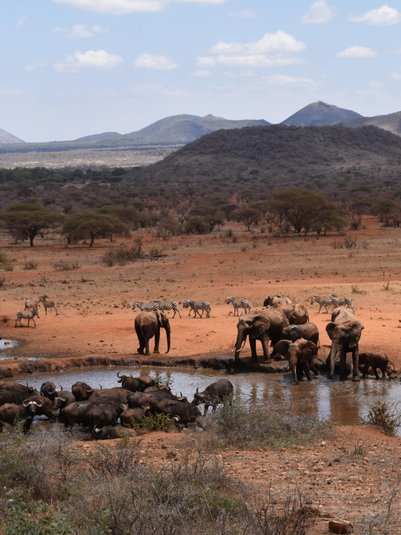 Traumhafte Kulisse auf Tiere am Wasserloch