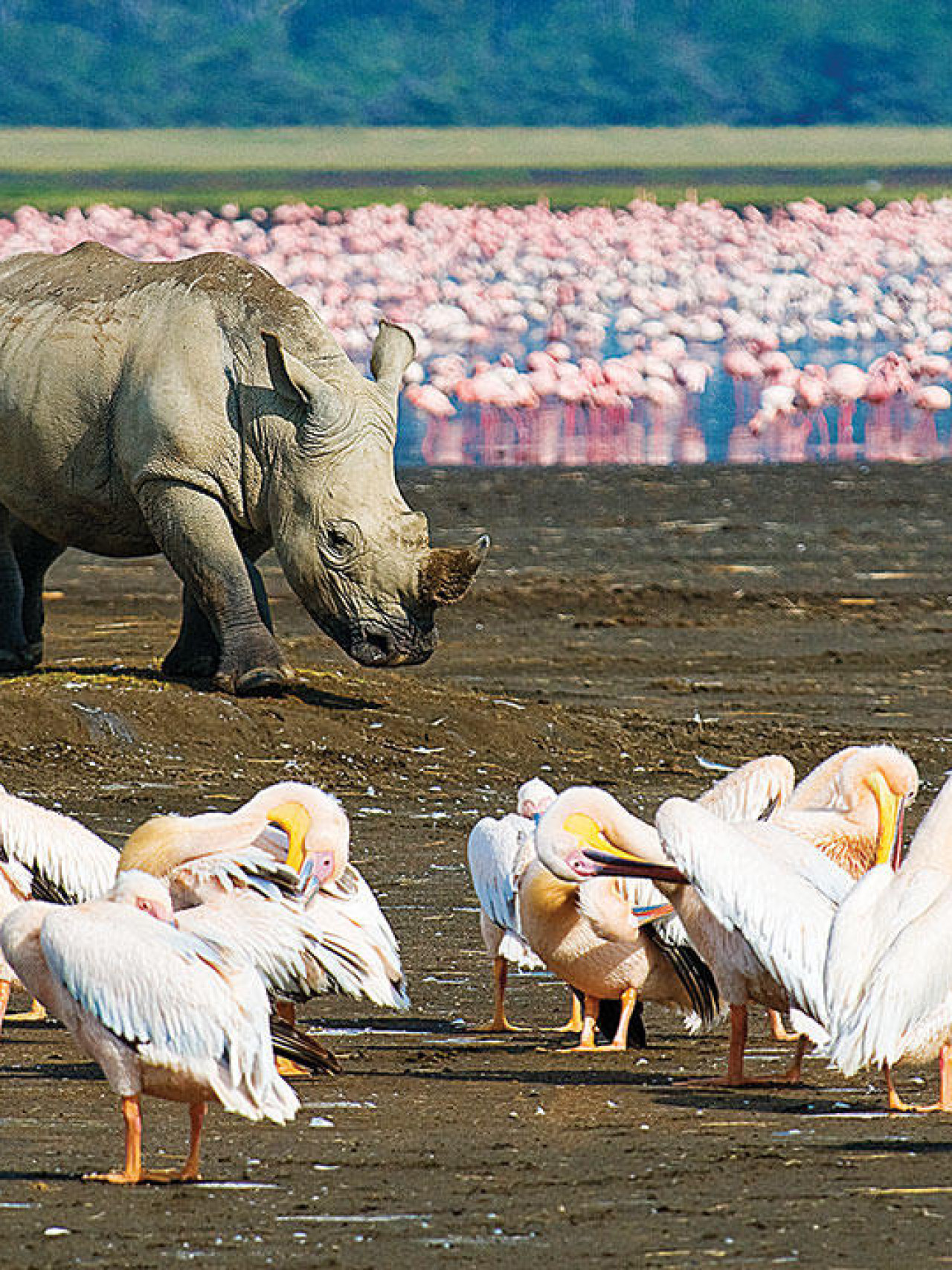 Tierbeobachtung im Lake Nakuru Nationalpark