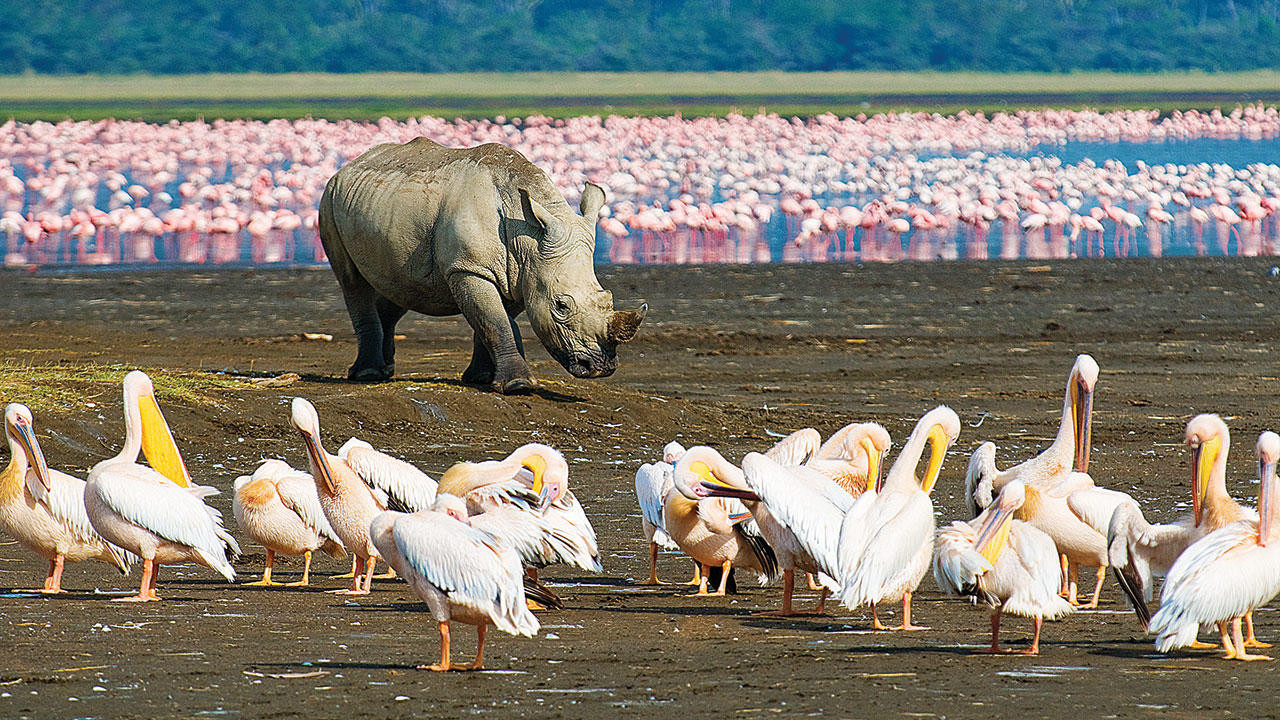 Tierbeobachtung im Lake Nakuru Nationalpark