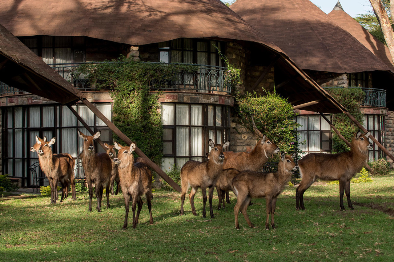 Wildbeobachtung im Park der Lodge
