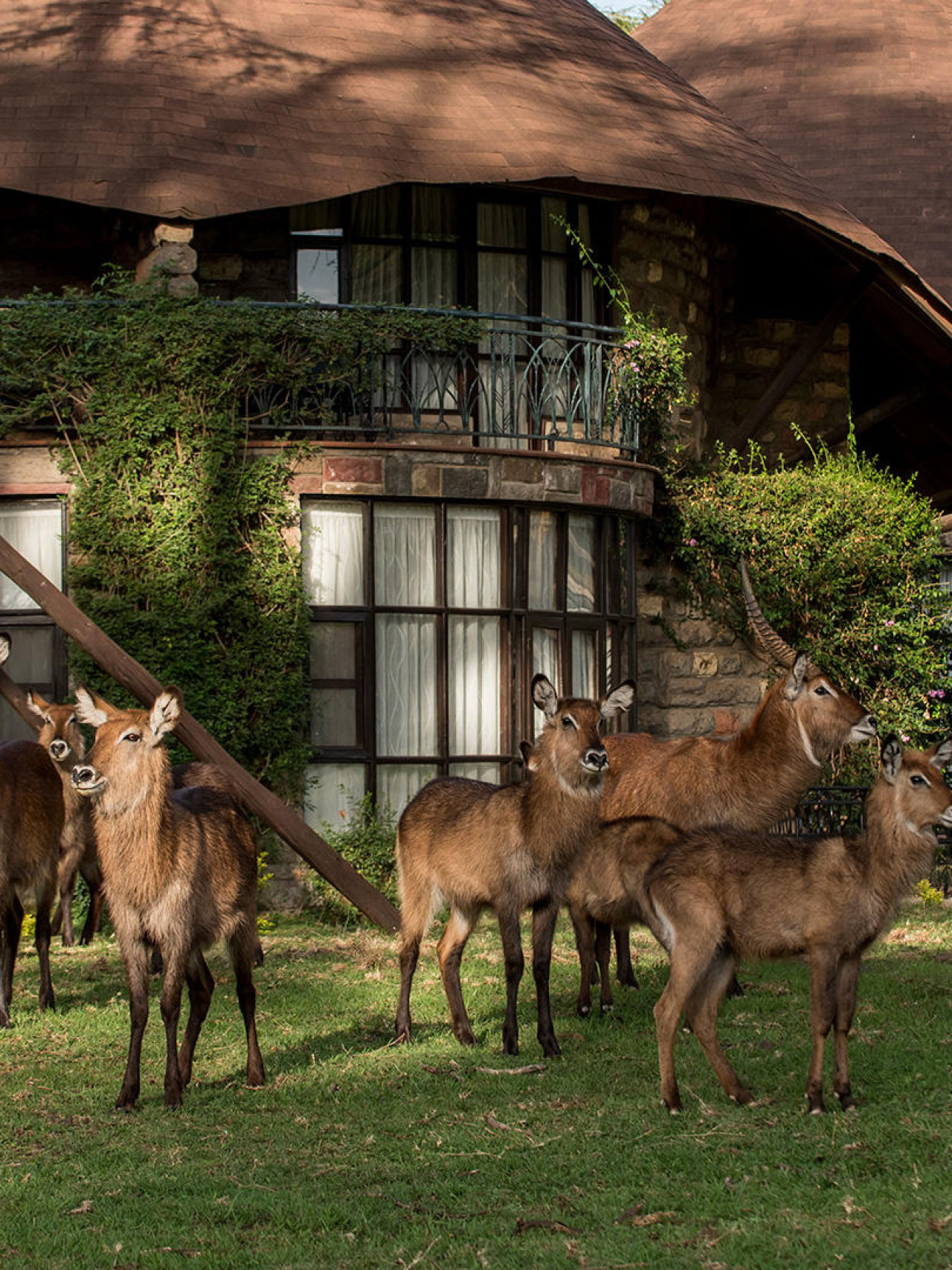Wildbeobachtung im Park der Lodge
