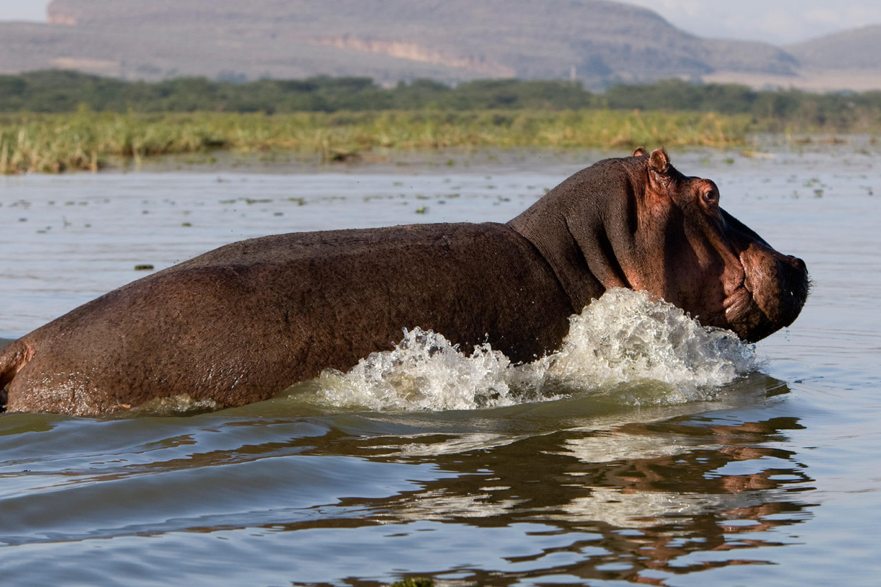 Hippos auf dem Weg in den Lodge-Park