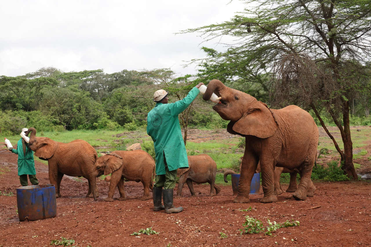 Spannender Besuch des Elefantenwaisenhauses