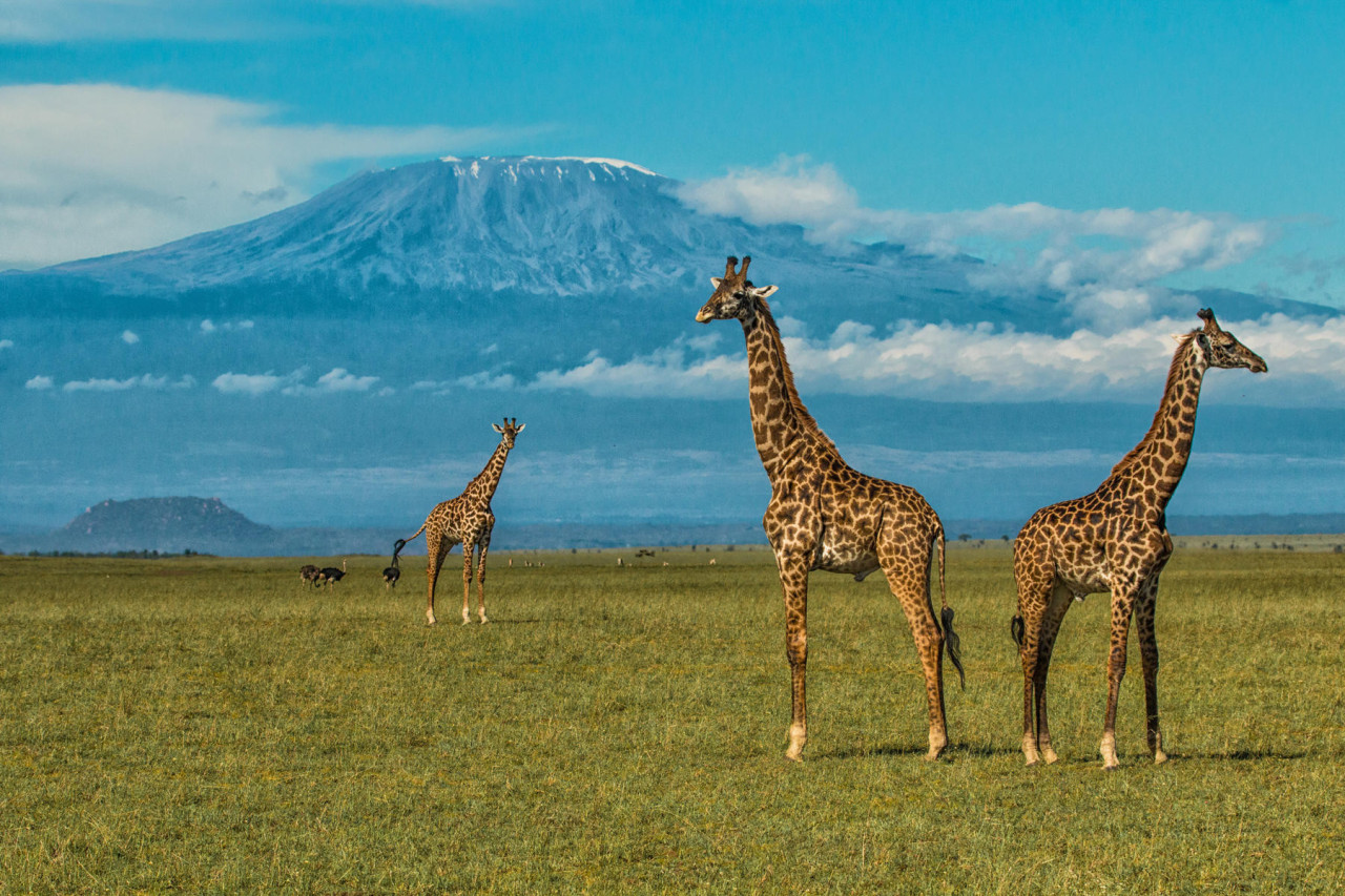 Mit etwas Glück sehen Sie den wolkenfreien Kilimanjaro