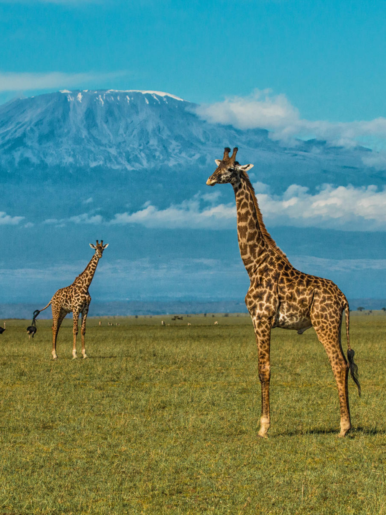 Mit etwas Glück sehen Sie den wolkenfreien Kilimanjaro