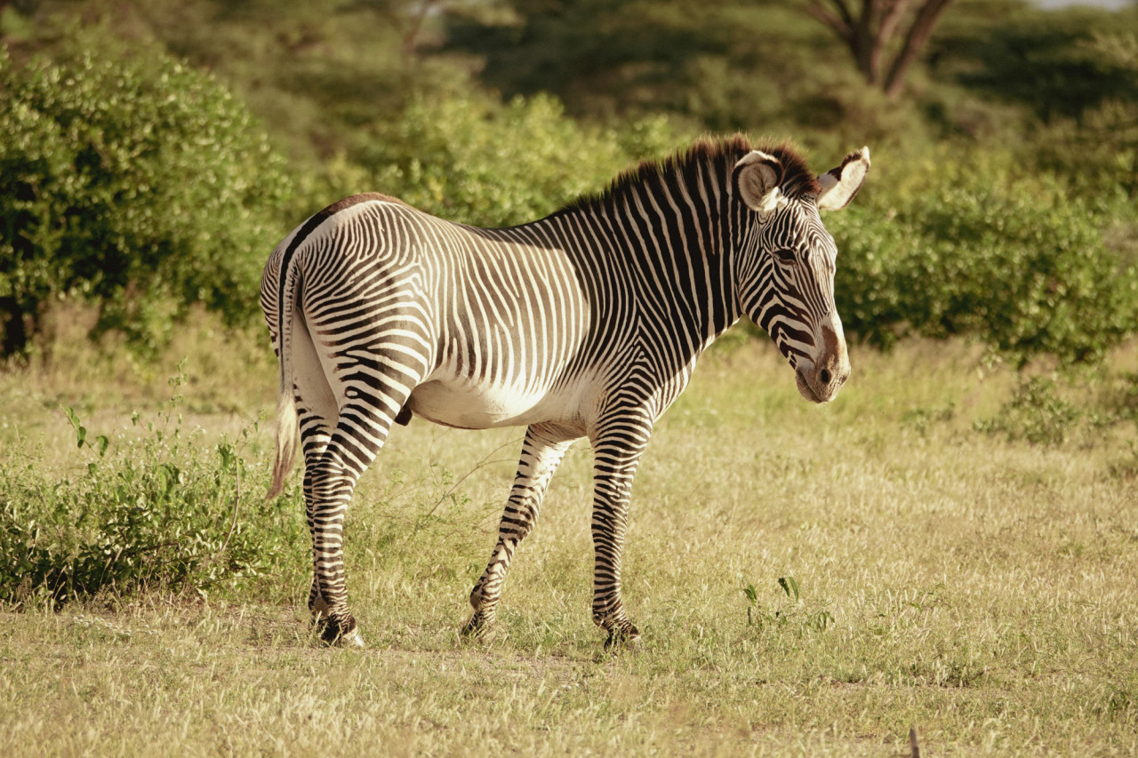 Grevy Zebra im unberührten Norden