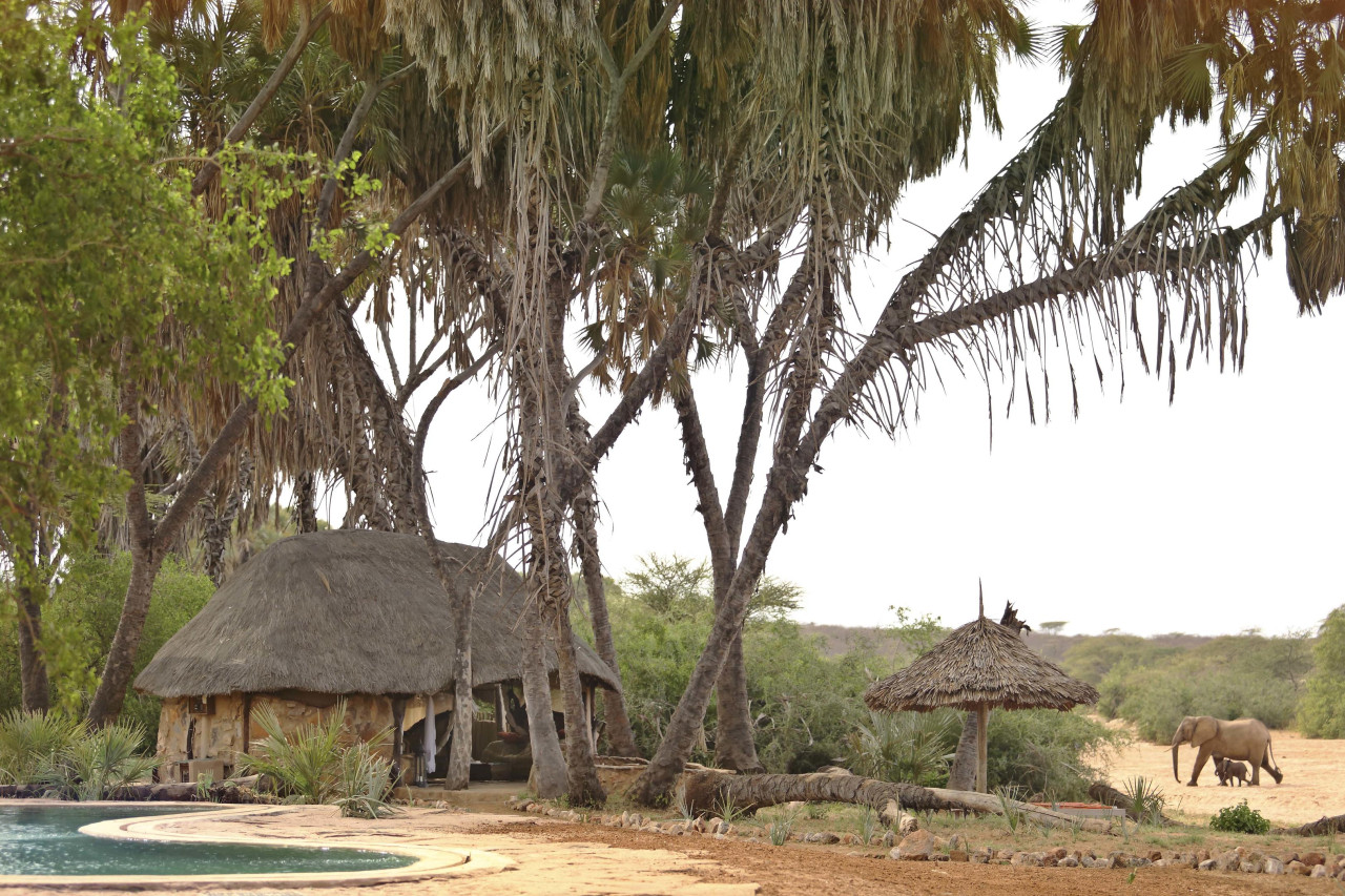 Safari-Camp im Schatten von Palmen an einem Flussbett