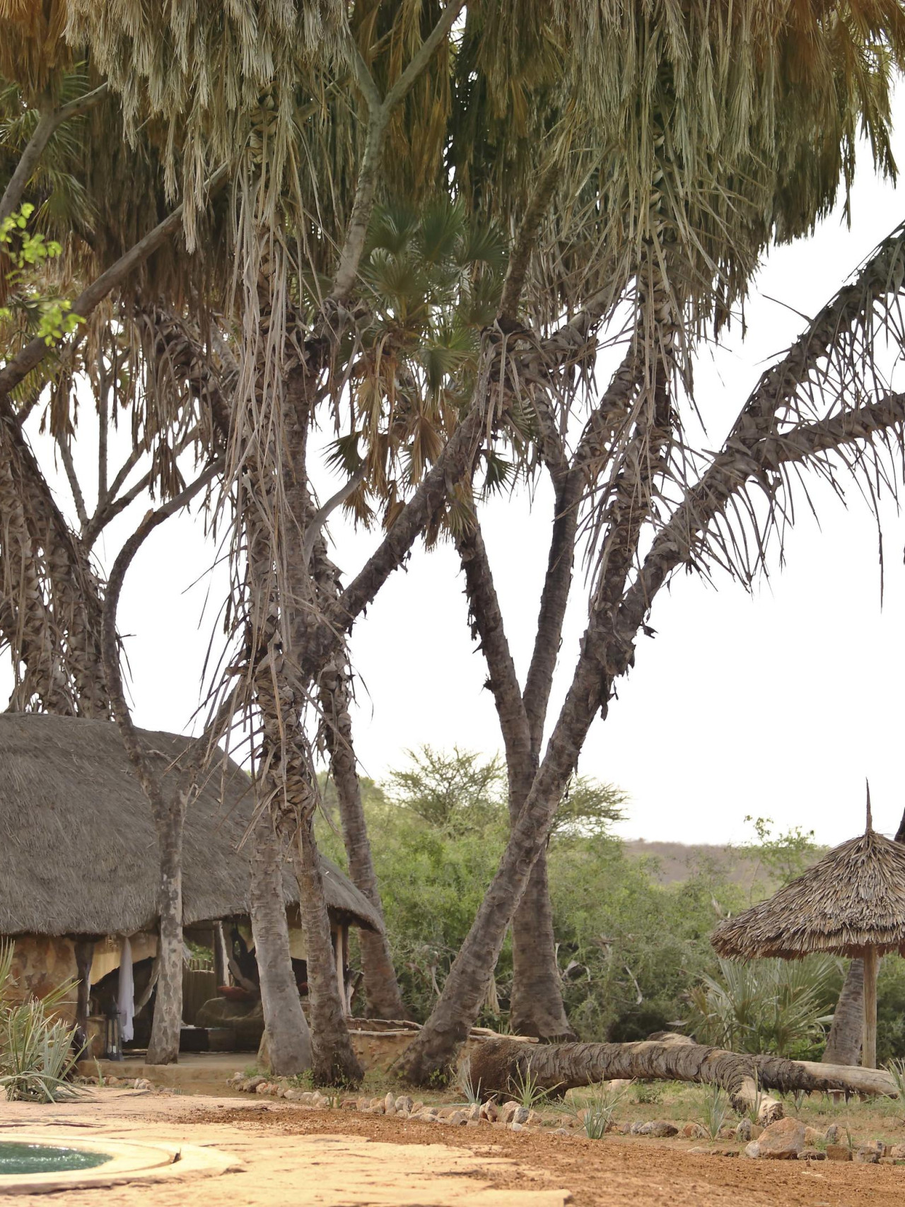 Safari-Camp im Schatten von Palmen an einem Flussbett