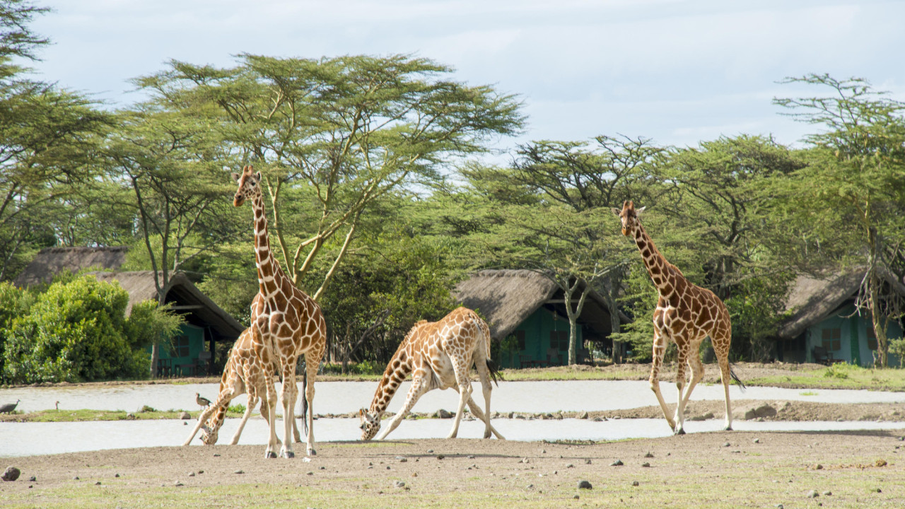 Tiere bei Tag und Nacht am beleuchteten Wasserloch