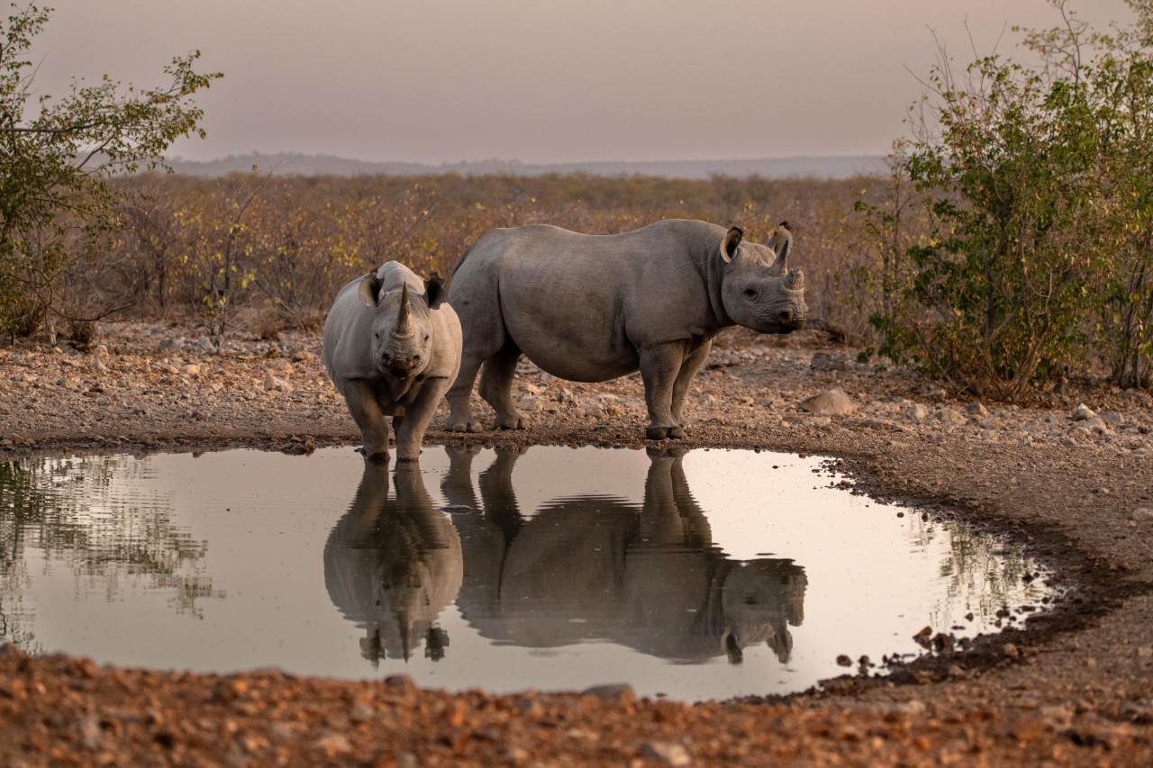 Das Nashorn ist Ongavas Wappentier