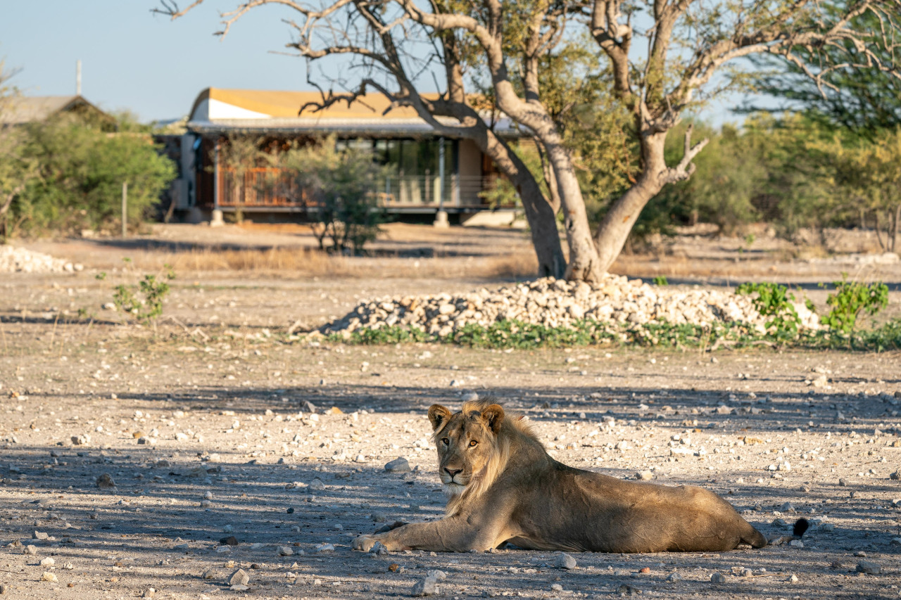 Gerne halten sich Tiere in der Nähe der Lodge auf