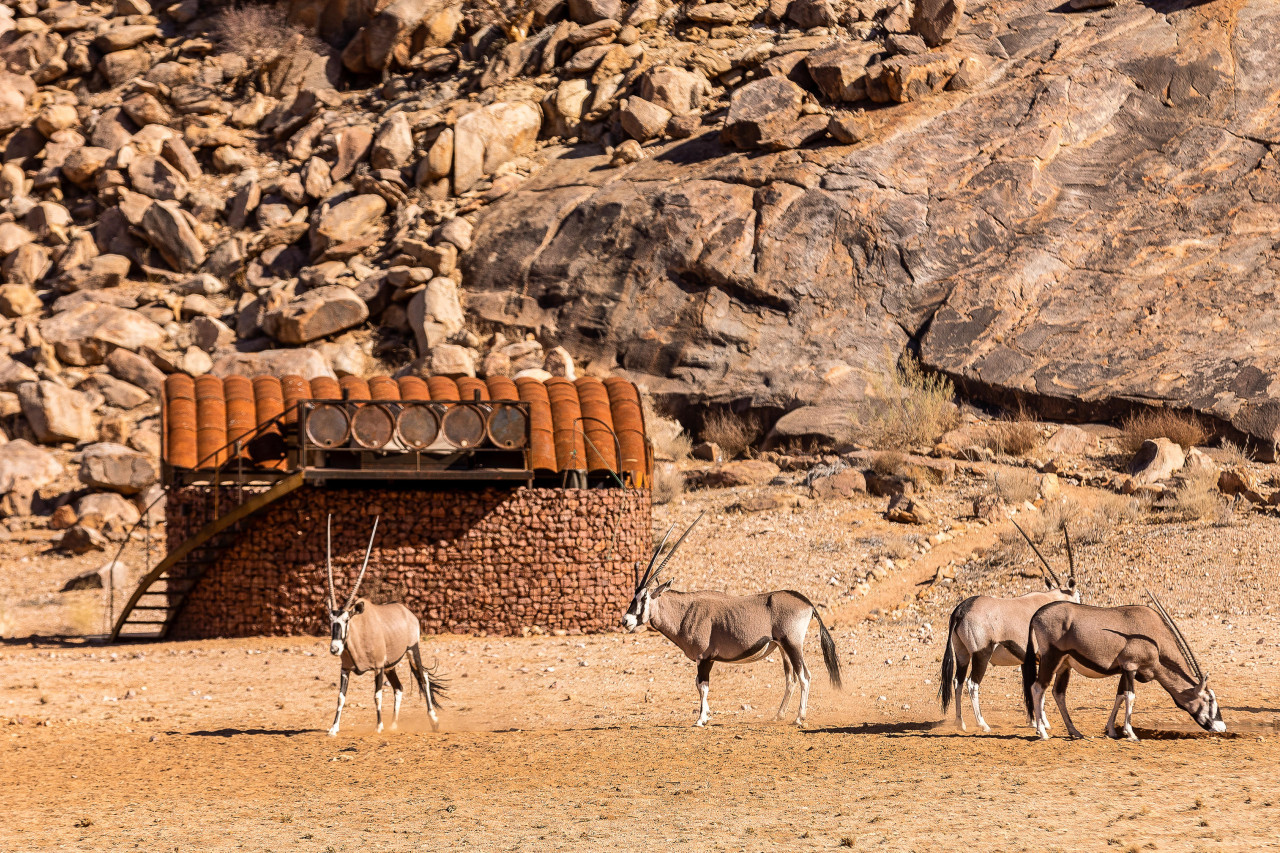 Häufig ziehen Oryx-Antilopen an den Zimmern vorbei