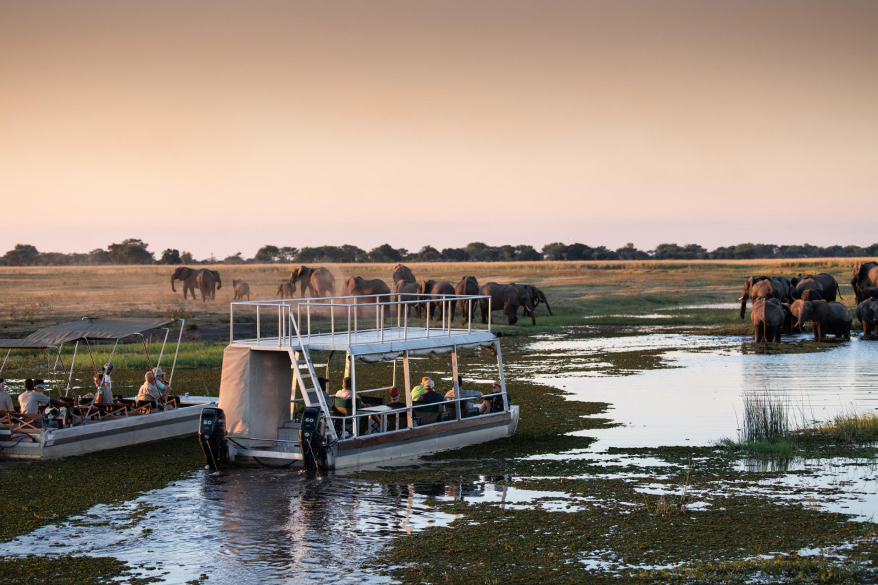 Größte Elefantendichte im wilden Reich des Chobe
