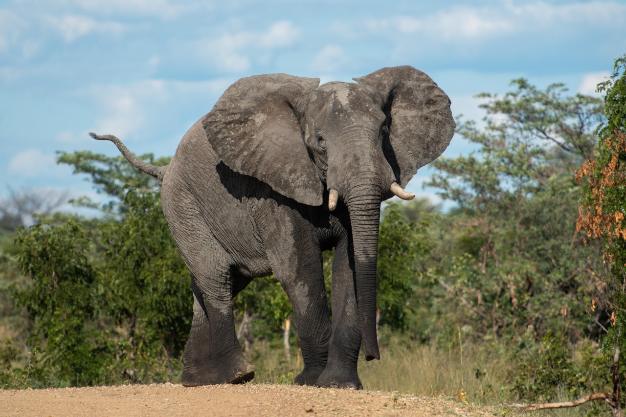 Spannende Wildbeobachtung vom Boot oder Jeep