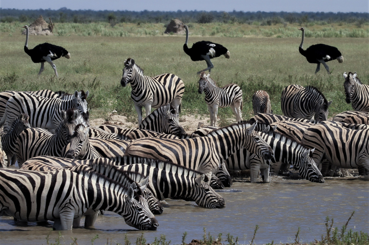 Zebraherden trinken am Wasserloch in Etosha