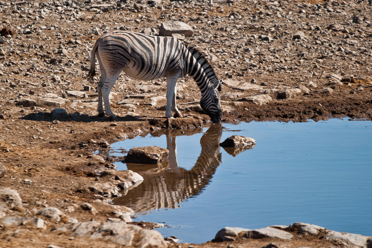 Viele Tierherden kommen täglich zum Wasserloc