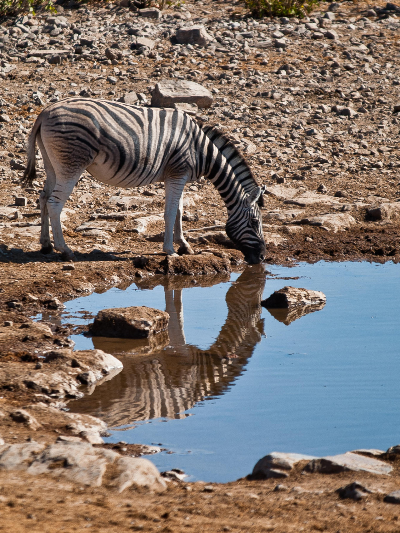 Viele Tierherden kommen täglich zum Wasserloc