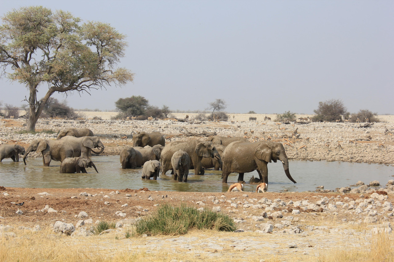 Beobachten Sie die vielen Tiere am Wasserloch