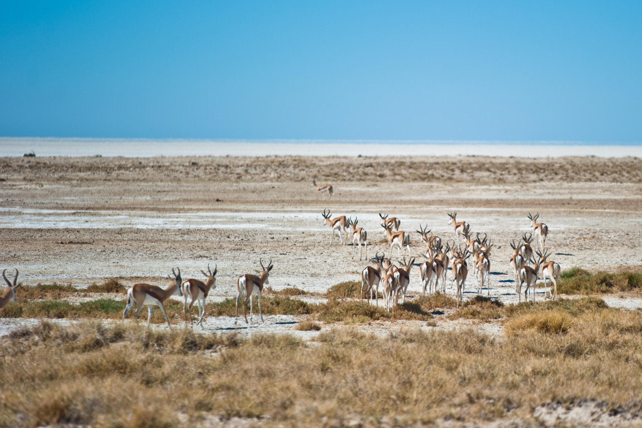 Spannende Tierbeobachtungen in Etosha
