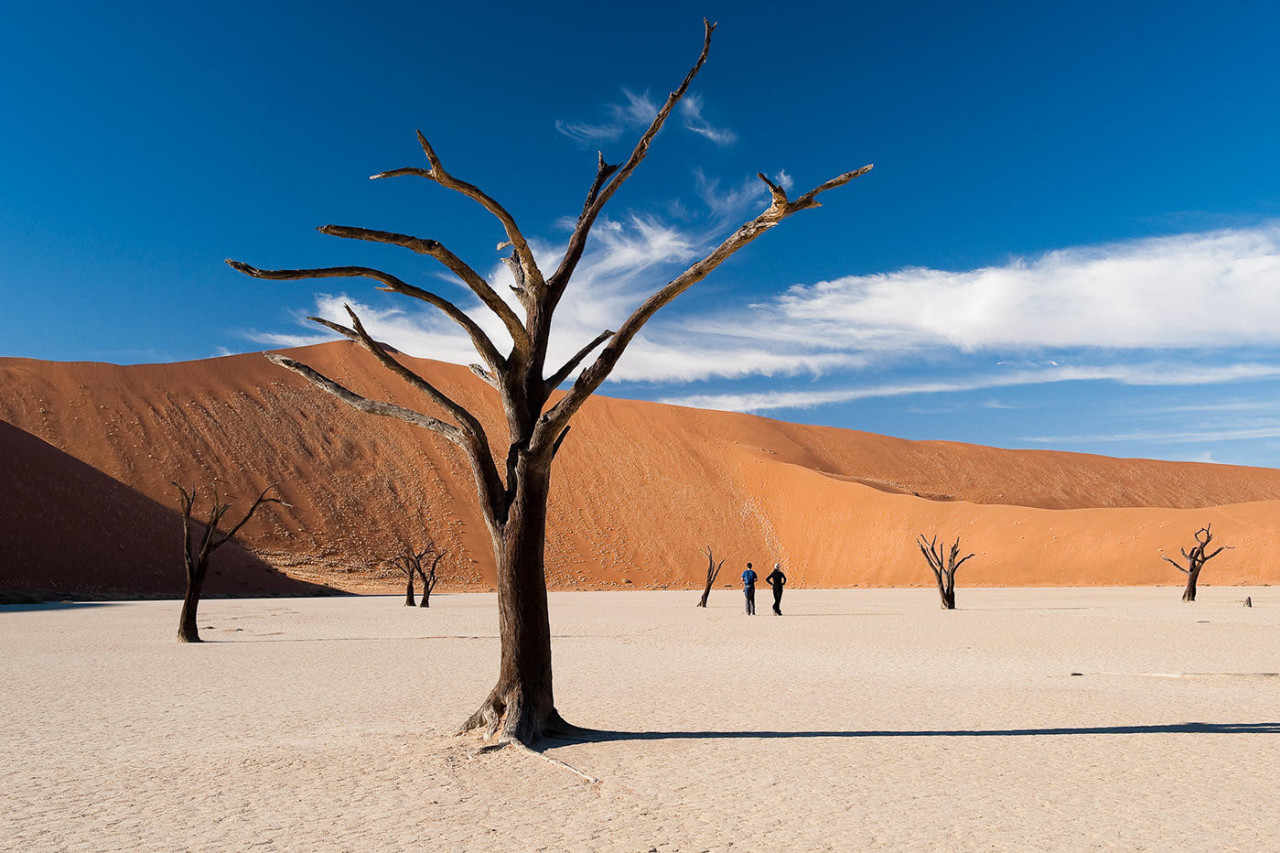 Ein Baum im Sossusvlei vor leuchtenden Sanddünen