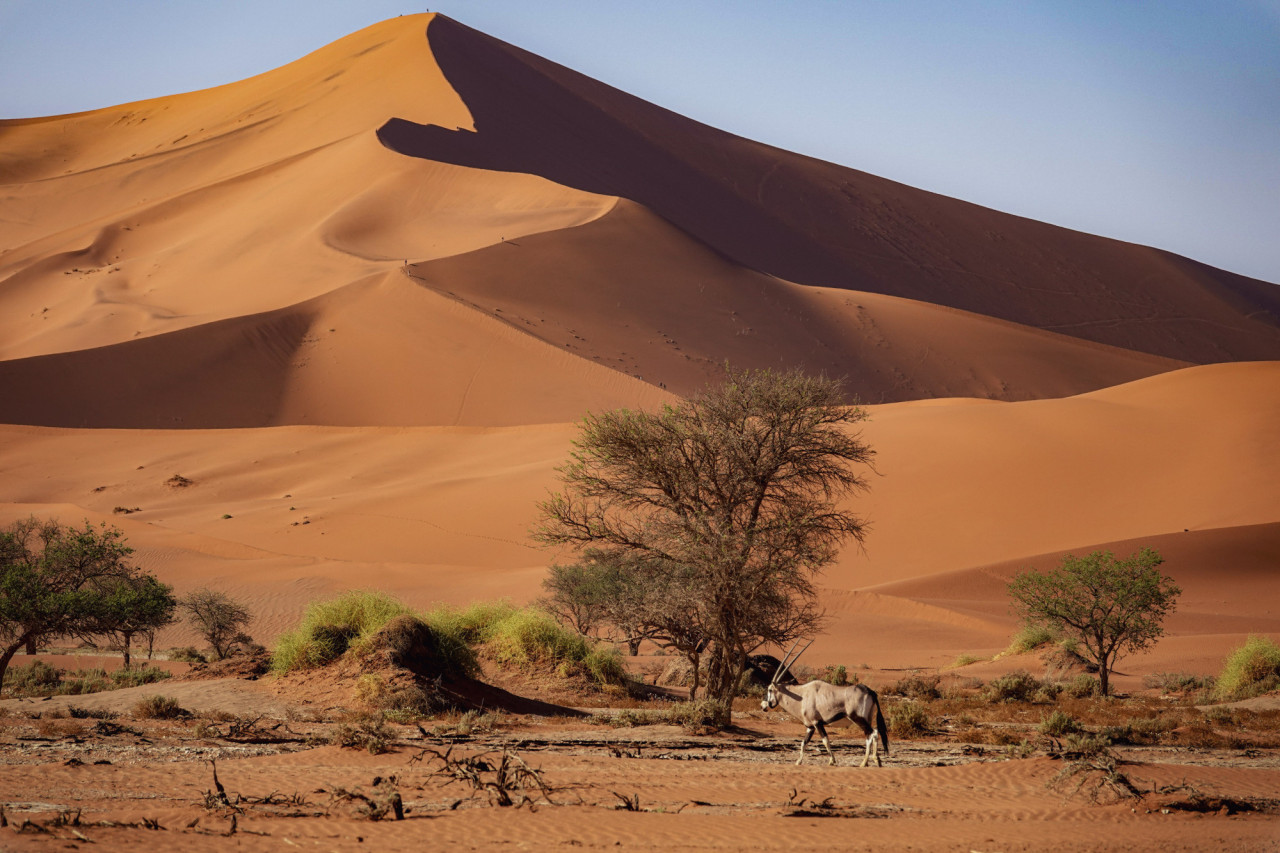 Oryx Antilopen in Sossusvlei