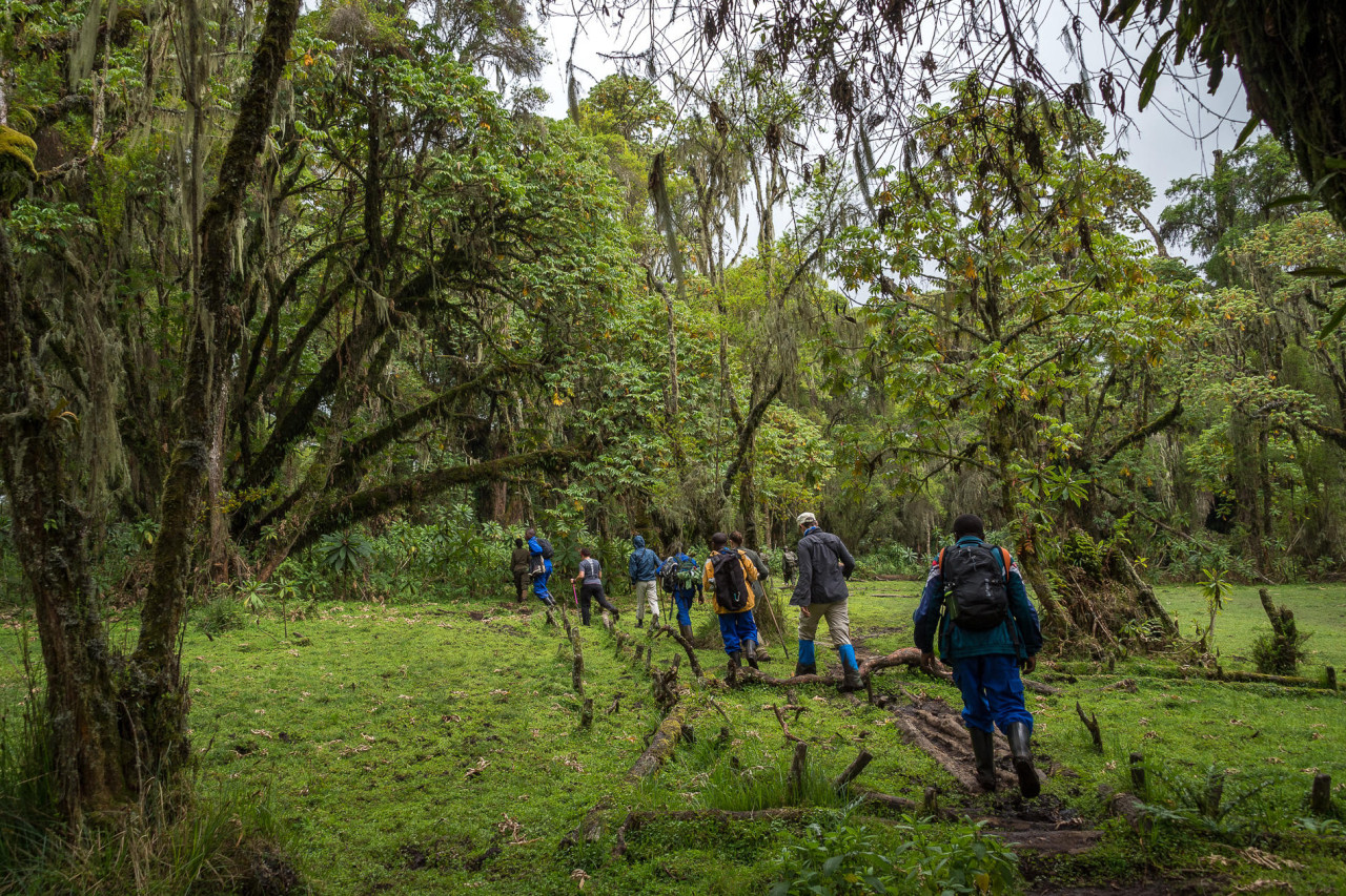 Morgens startet das unvergessliche Gorilla Trekking