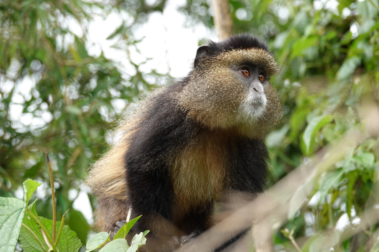 Begegnung von seltenen Goldmeerkatzen