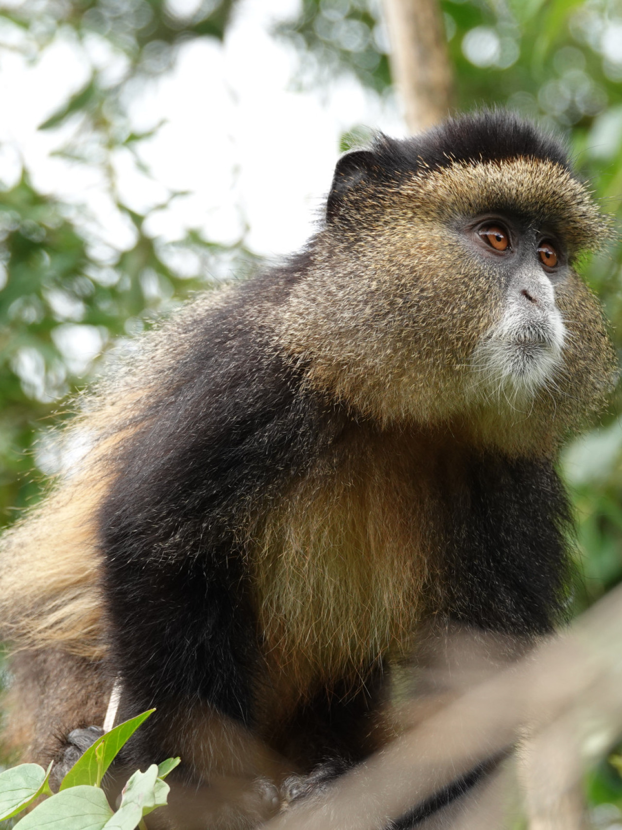 Begegnung von seltenen Goldmeerkatzen