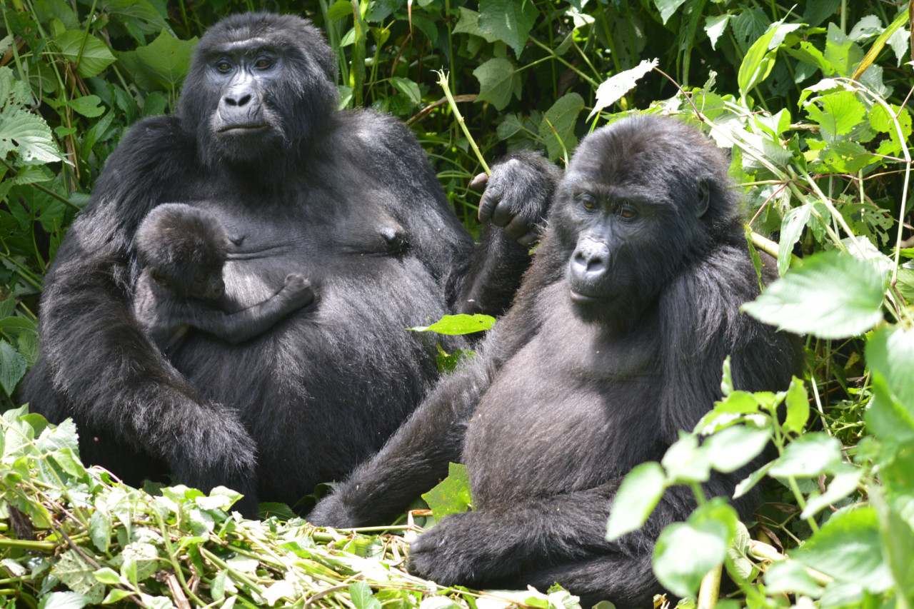 Beobachtung einer Gorillafamilie