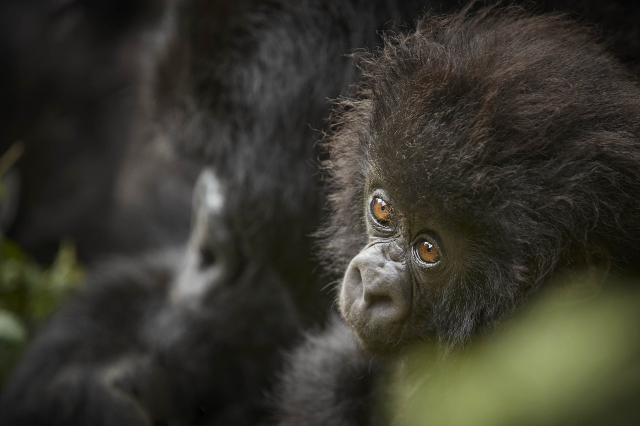 Begegnung der Gorillas berührt die Seele