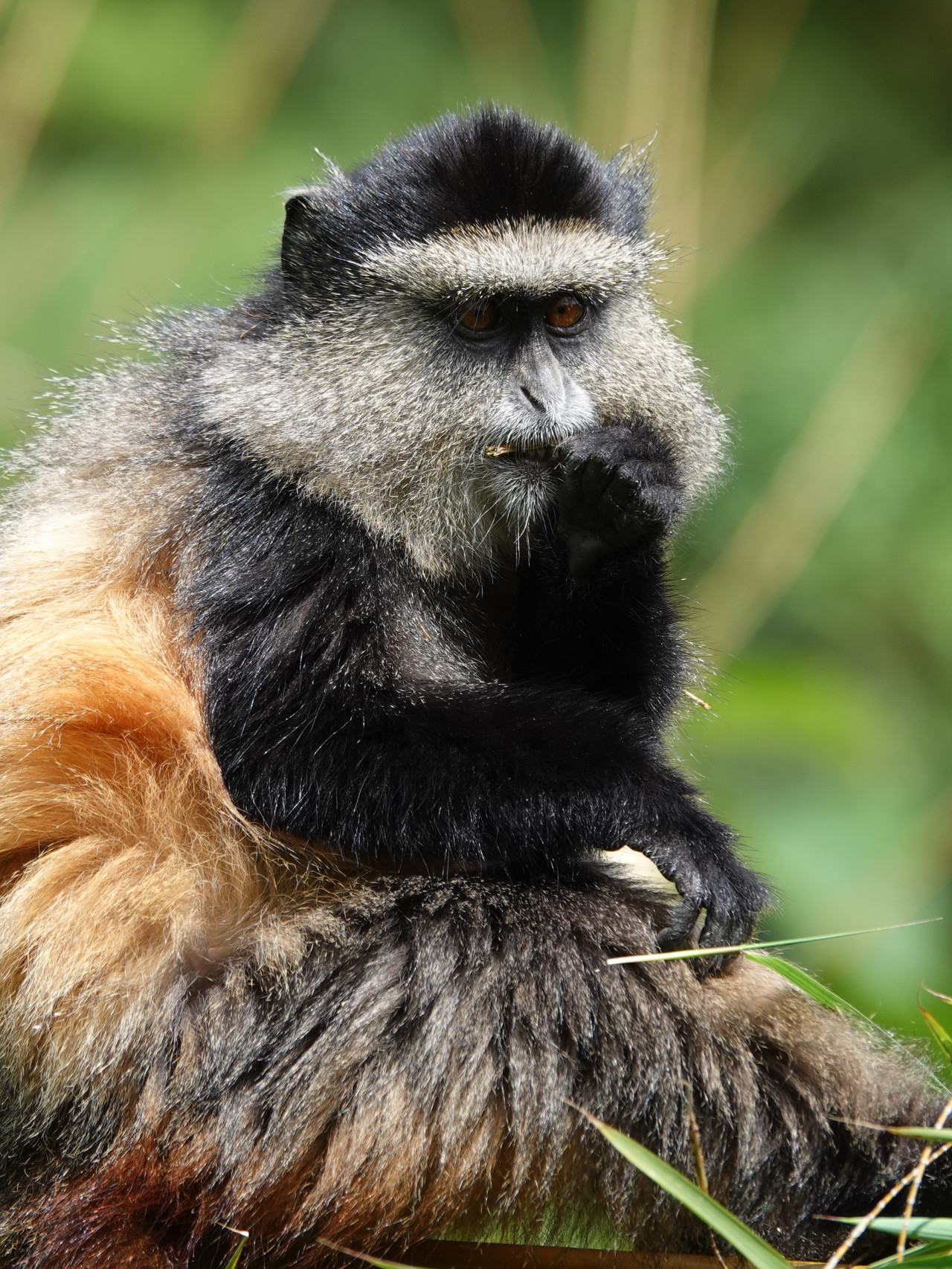 Hübsche Goldmeerkatze in Volcanoes