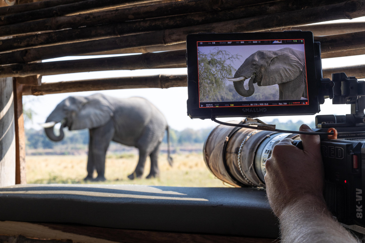 Vom Hide fantastische Gelegenheiten zum Fotografieren von Wildtieren