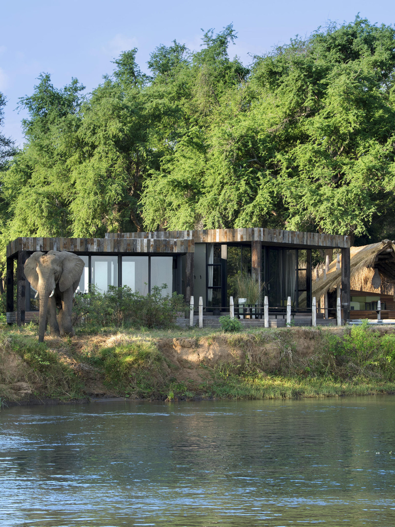 Bekannt für seine blühenden Elefantenherden