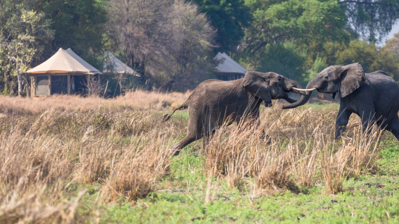 Ungewöhnliche Beobachtungen rund um das Camp