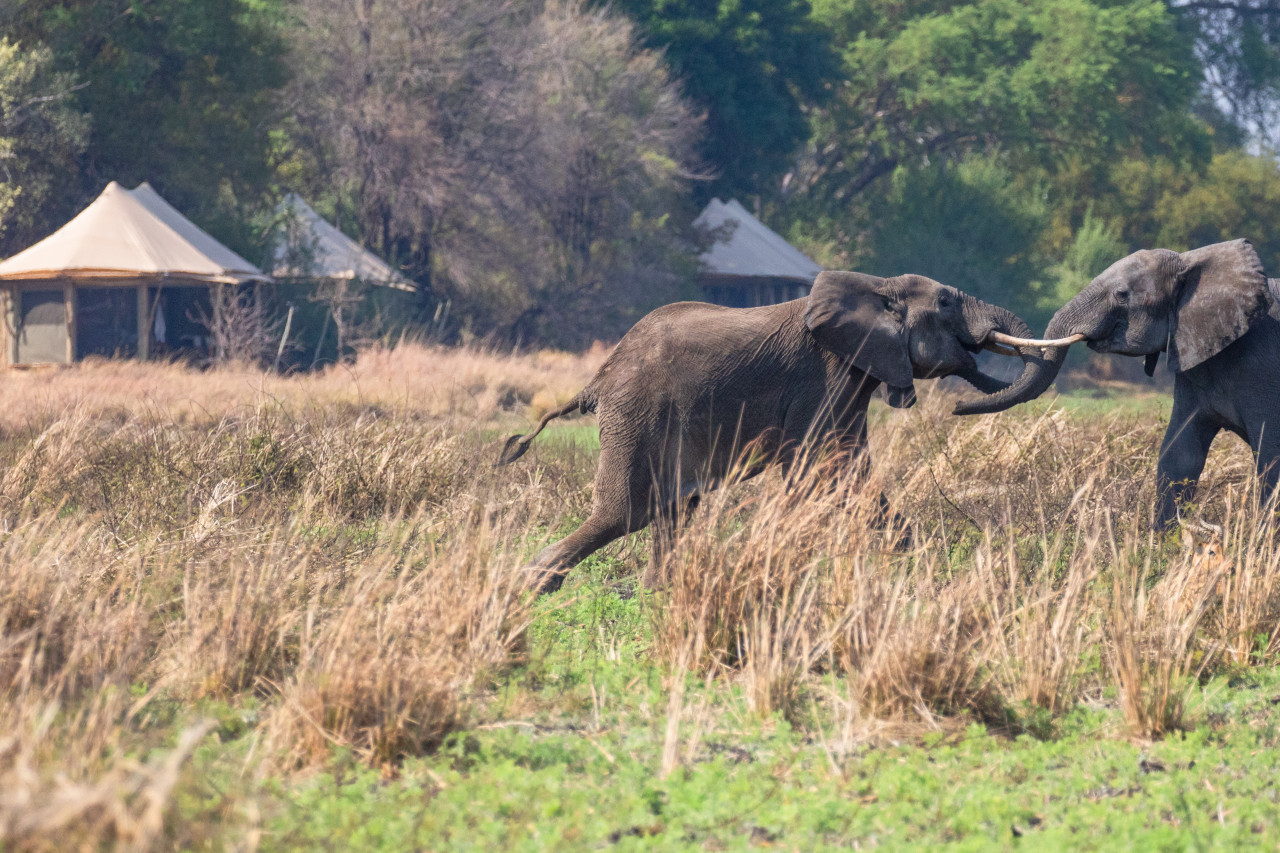 Ungewöhnliche Beobachtungen rund um das Camp