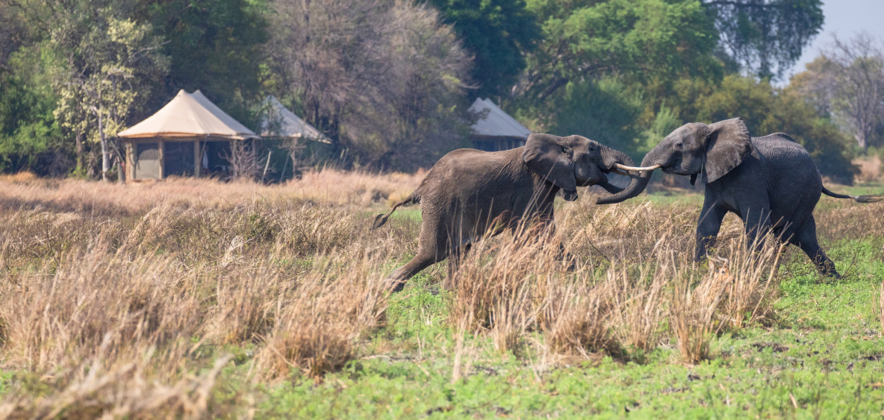 Ungewöhnliche Beobachtungen rund um das Camp
