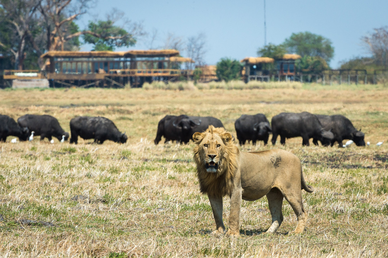 Viele Wildtieren ziehen am Shumba Camp vorbei