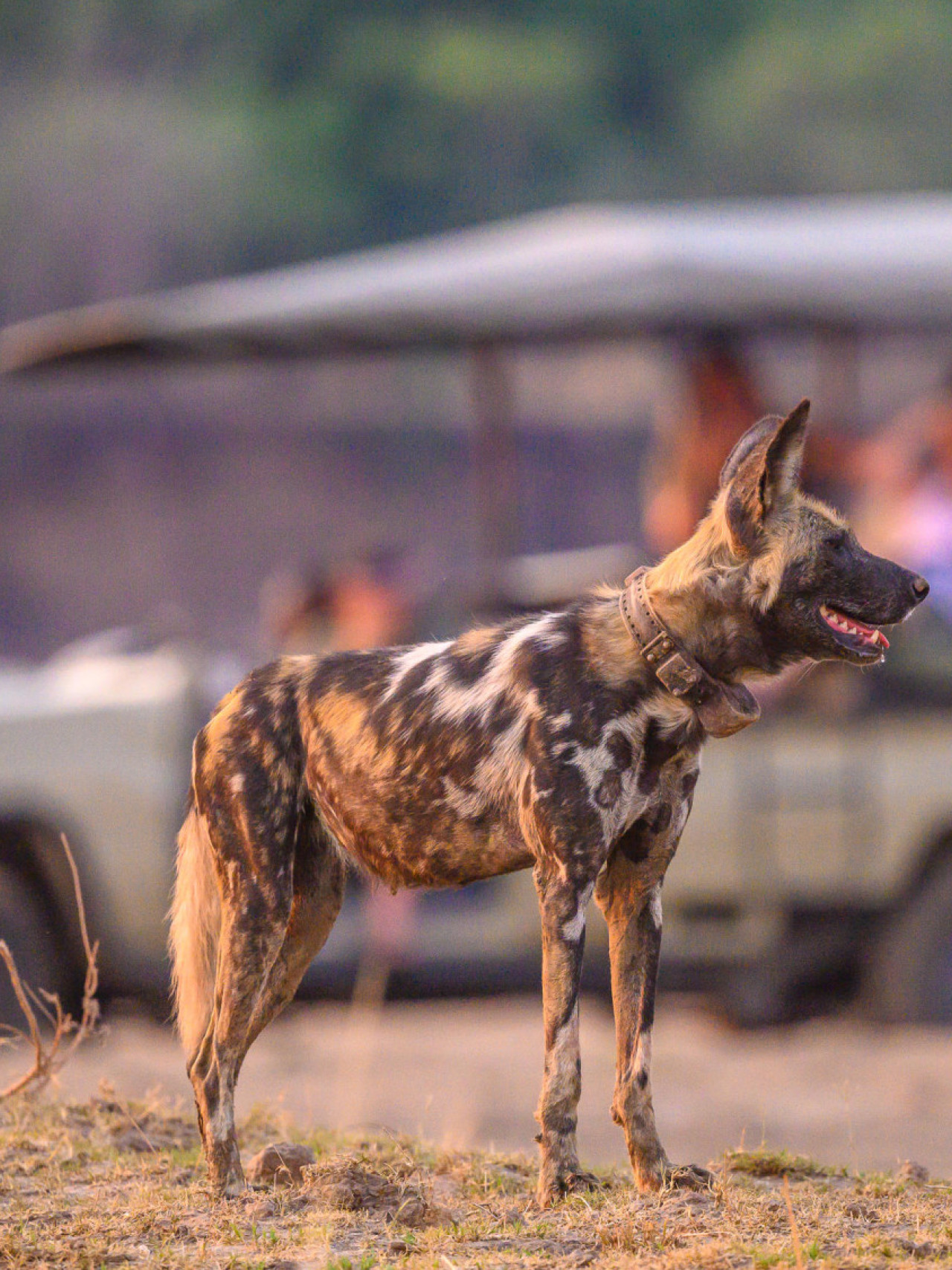 Erlebnisreiche Pirschfahrt mit Beobachtung der Wilddogs