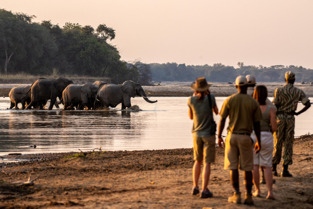 Elefantenherden hautnah erleben