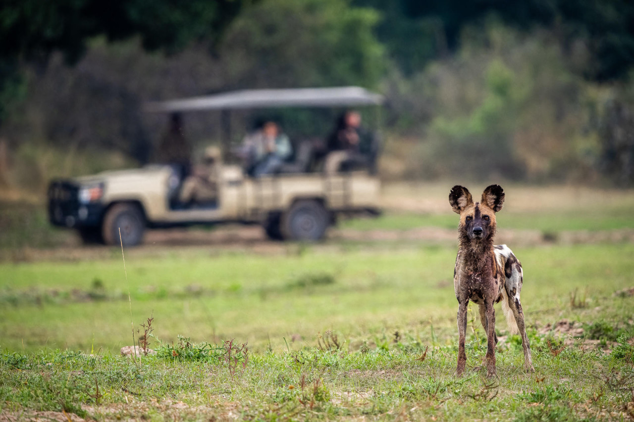 Erlebnisreiche Pirschfahrten bei Tag und Nacht