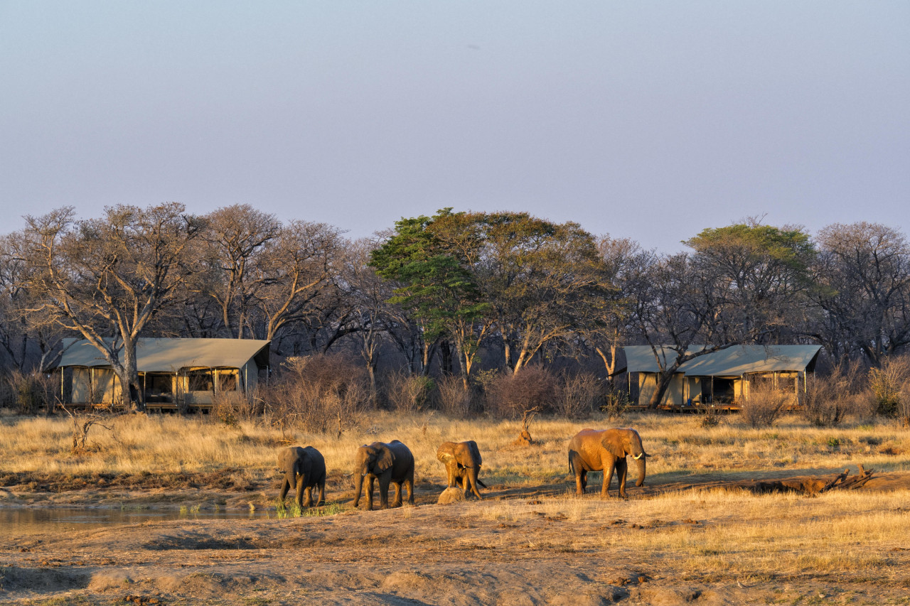 Das Camp liegt versteckt in Mopane- und Teakwäldern