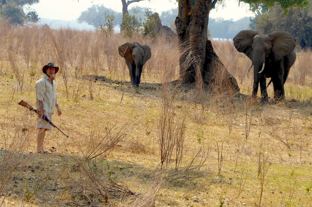 Auswahl an Pirsch-, Bootsfahrten und Fuß-Safari