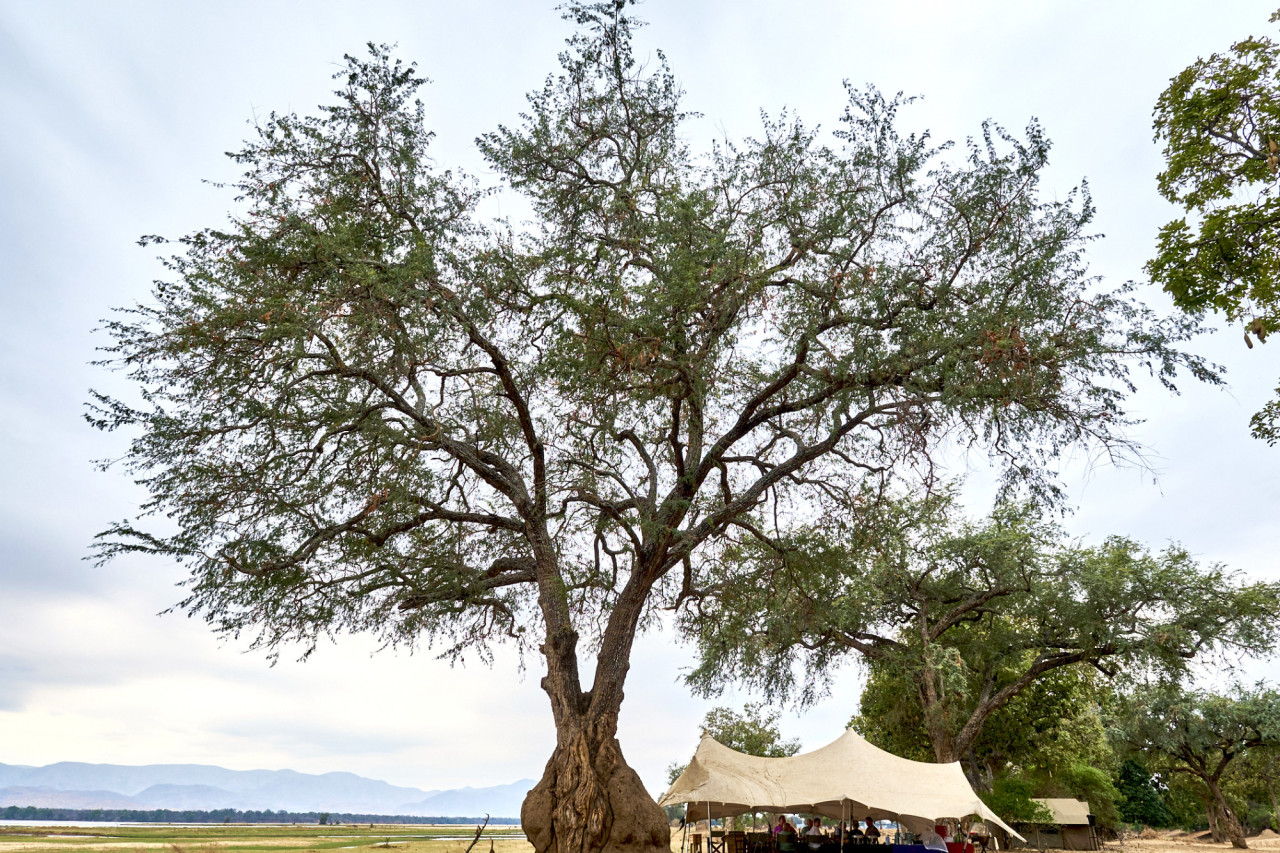 Essbereich für köstliche Mahlzeiten