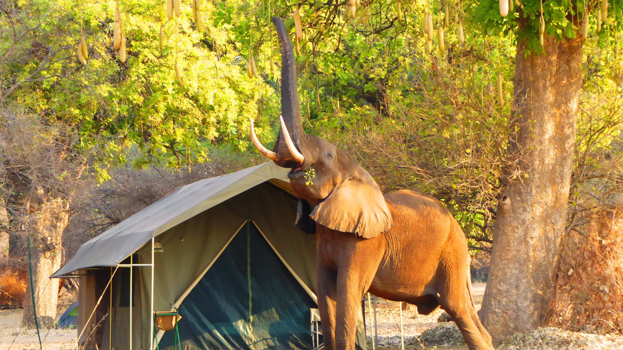 Saisonal geöffnetes Camp am Ufer des Sambesi