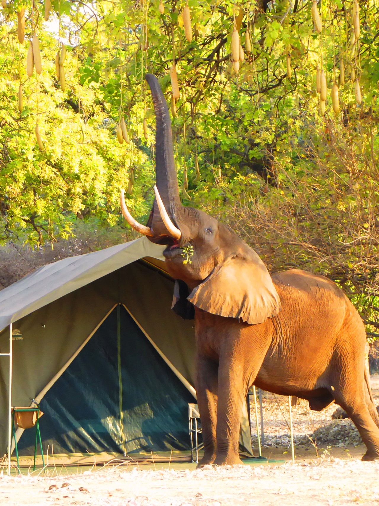Saisonal geöffnetes Camp am Ufer des Sambesi