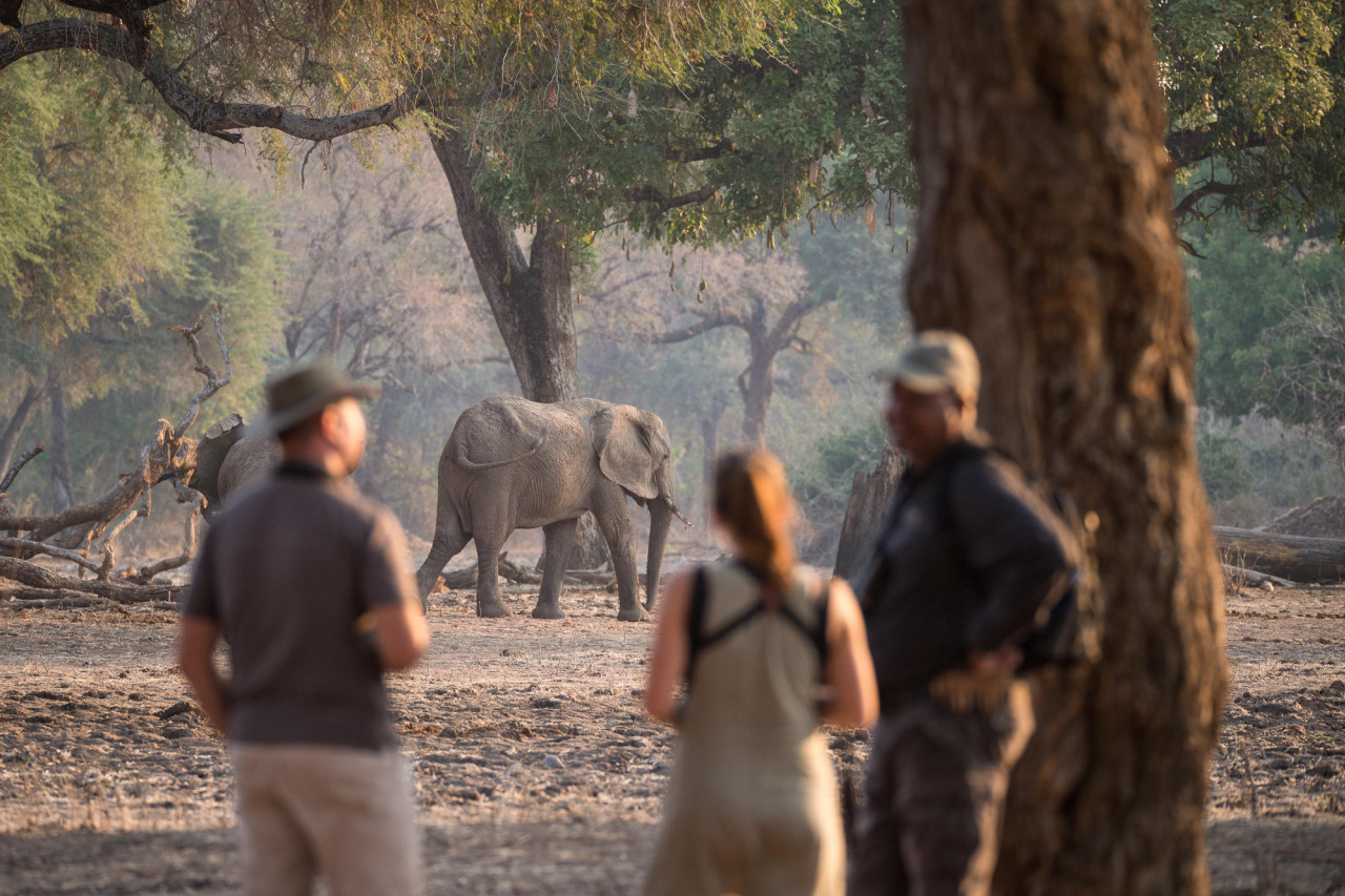 Zu Fuß die Wildtiere in aller Stille beobachten