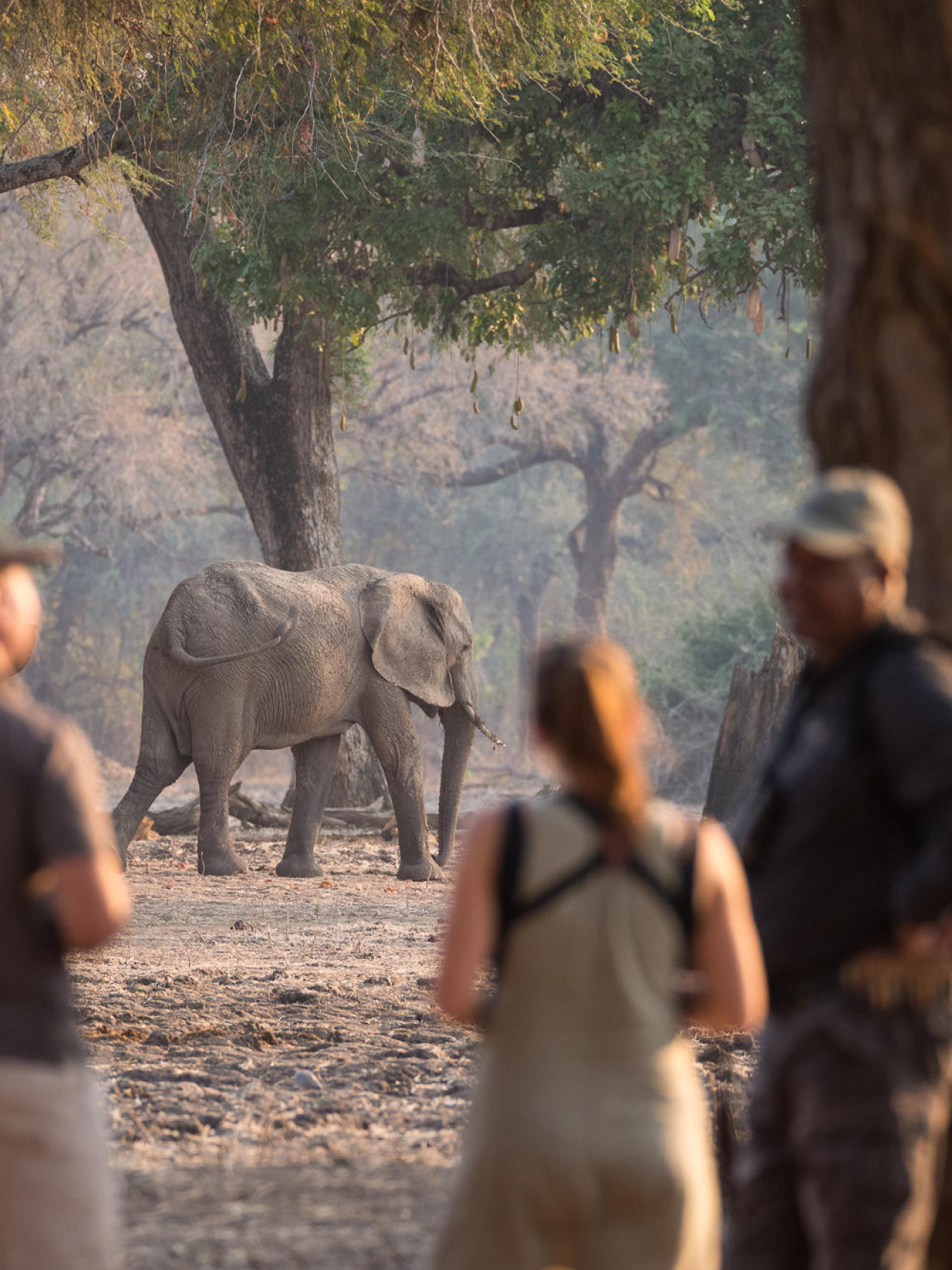 Zu Fuß die Wildtiere in aller Stille beobachten