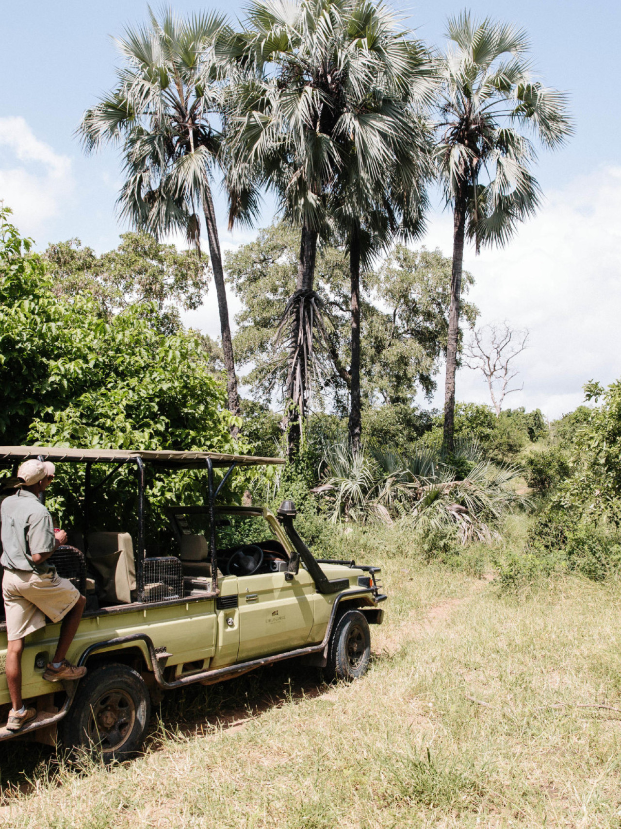Erfahrene Guides bringen Ihnen die Wildtiere hautnah