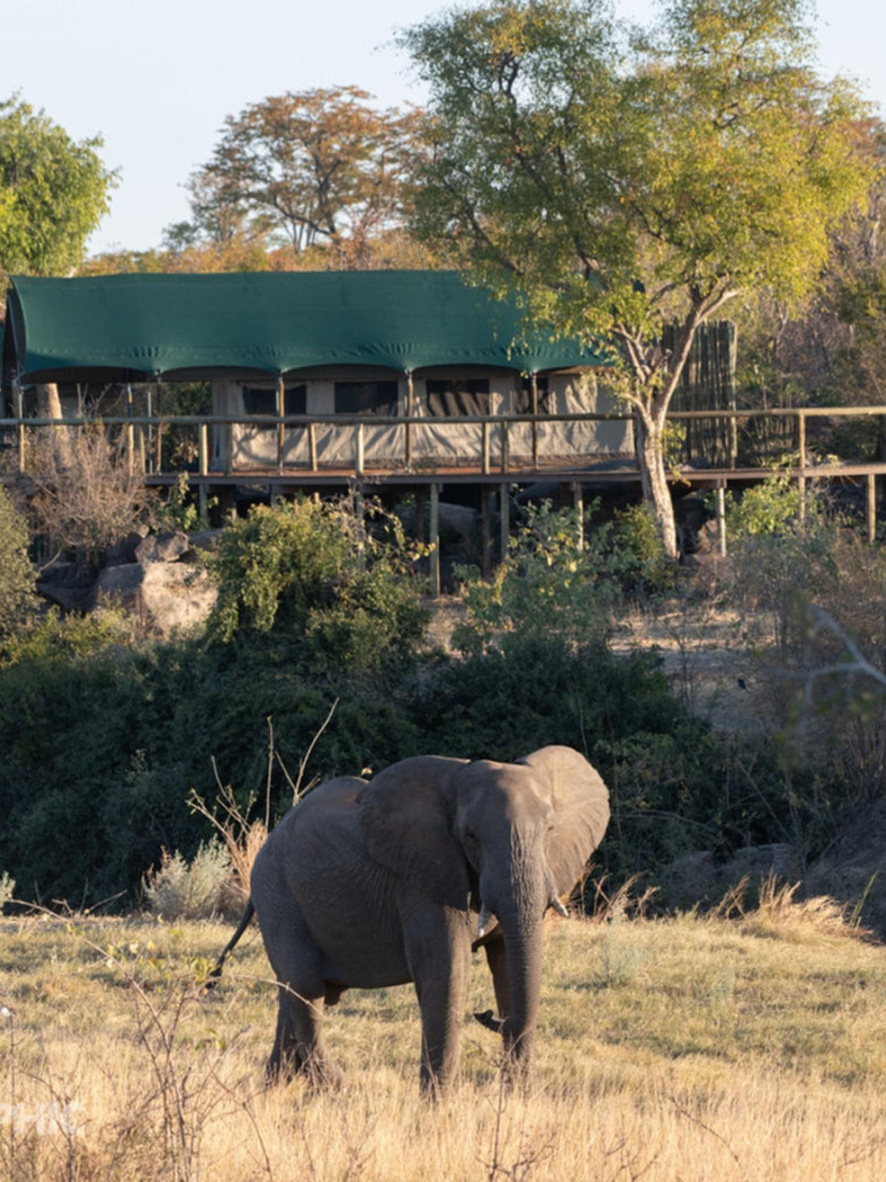 Fantastisches Safari-Camp in einem Gebiet mit vielen Tieren